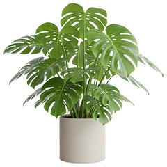Potted monstera plant isolated on transparent background for indoor decoration