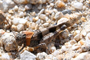 Gray camouflaged grasshopper on rocky terrain, Calliptamus italicus