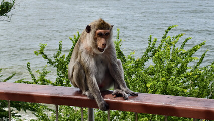Monkey sitting on wooden railing near water with green bushes in background, calm natural outdoor scene