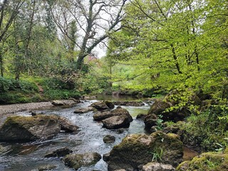 Obraz premium river in the irish forest - wicklow