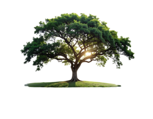 Tree with Sunlight Rays Shining Through Branches on Green Grass