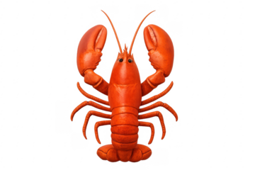 Cooked red lobster isolated on transparent background