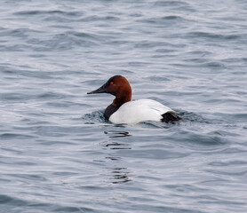 Canvasback Ducks