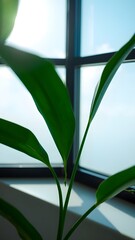 Green leaf shadow near bright window, Beautiful Wallpaper