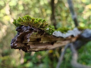 Makroaufnahme von grünem Moos, das auf einem morschen, verrottenden Ast im Wald wächst