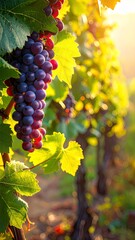 Fototapeta premium Ripe Grapes on Vine in Vineyard.