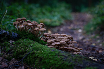 Cluster of wild forest mushrooms on mossy log with selective focus, autumn woodland background