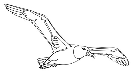 Continuous Single Line Art of a Flying Albatross Seabird