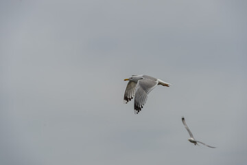 Silver seagull flying over Dnieper River