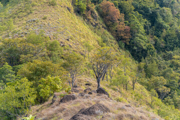 Scenic view of a dry grassy hillside with lush tropical trees and rocky terrain. The green forested...