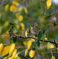 Swainson's Thrush