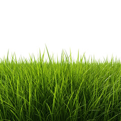 Fototapeta premium Close up of fresh green grass isolated on transparent background in springtime