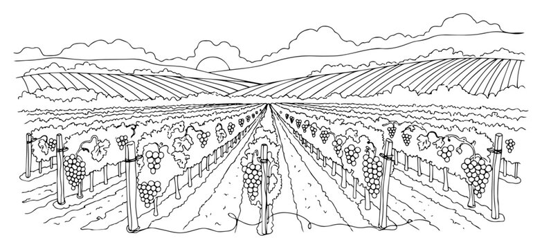 Vineyard Landscape with Grapes in a Continuous One Line Drawing