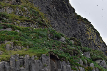 A rock with grass on which puffins sit