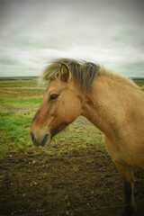 Brown horse on the farm, animals and nature