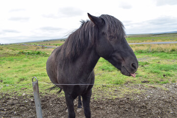 Black horse on the farm, animals and nature