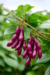Fototapeta premium Purple beans growing on a plant in a garden