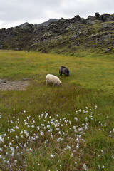Sheep grazing in a meadow next to rocks