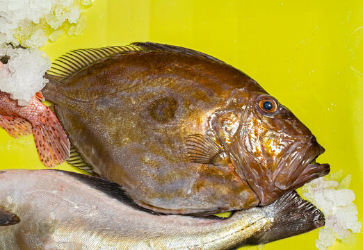 Freshly caught John Dory fish