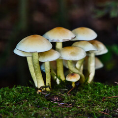 Dense cluster of wild brown mushrooms on mossy forest floor. Macro nature texture, perfect for autumn themes, ecology, and woodland storytelling.