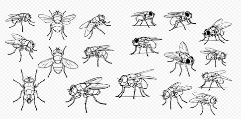 A collection of hand-drawn housefly illustrations in various poses and angles, presented in a black and white line art style.