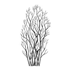 Detailed hand drawn illustration of a bare bush with intricate branches.