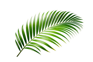 Green palm leaf isolated on transparent background for decoration and design