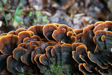 Colorful bracket fungi with concentric rings on decaying wood. Macro forest texture ideal for autumn themes, ecology visuals, and nature design.