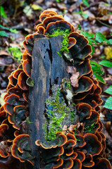Colorful bracket fungi with concentric rings on decaying wood. Macro forest texture ideal for autumn themes, ecology visuals, and nature design.