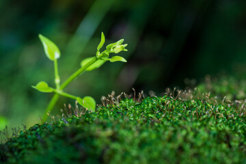 Fresh Green Sprout Growing on Moss in Forest