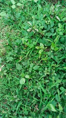 Green leafy ground cover with small plants and grass