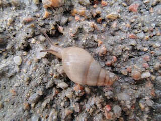 snail on the stone