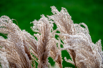 miscanthus seed heads