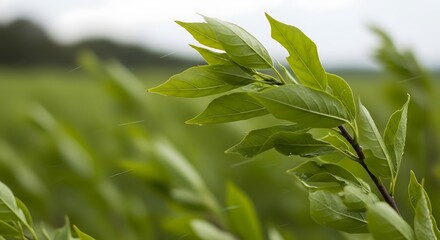 Obraz premium Green Leaves in a Field Swaying Gently.