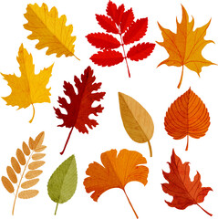 autumn leaves in watercolor, set of dried leaves on an isolated background, watercolor botanical illustration
