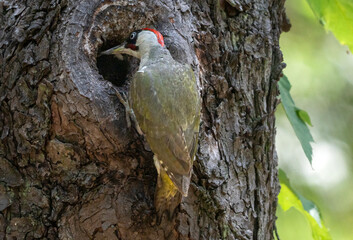 Green Woodpecker hunting for insects 