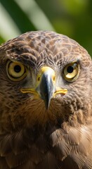 Obraz premium Close up of an eagles head showing detail against blurred green foliage