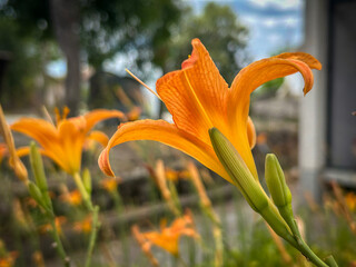   Flowers in sunshine on a warm day. 