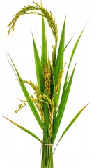 Obraz premium Close Up of Rice Plant.