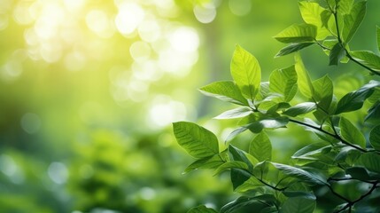 lush green foliage, vibrant leaves, dappled sunlight, soft focus background, natural lighting, tranquil forest scene, verdant plant life, diffused rays, serene atmosphere, leafy canopy, organic textur