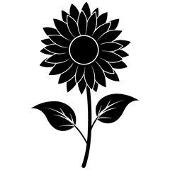 black sunflower isolated on white background
