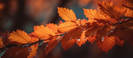 detailed macro shot of warm autumn oak leaves, intricate venation, vibrant orange hues, soft focus background, natural lighting, high definition, cinematic, detailed, photorealistic

