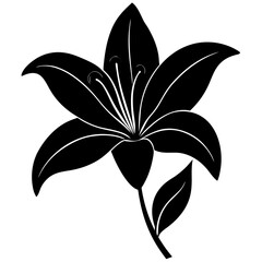 black and white lily