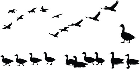 Migrating geese flying in V formation, wild geese silhouettes on land and water, flock of birds nature wildlife background scene