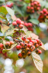 Hawthorn berries, blood-red hawthorn (Crataegus sanguinea)