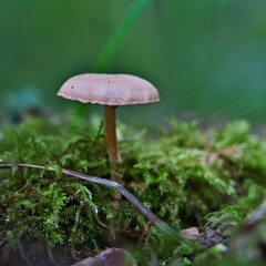 Solitary wild mushroom rising from mossy forest floor. Minimalist nature macro ideal for autumn themes, ecology visuals, and organic textures in outdoor photography.