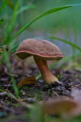 Close-up of wild bolete mushroom showing spongy pores and textured stalk. Ideal for nature photography, forest ecology, and mushroom identification visuals.