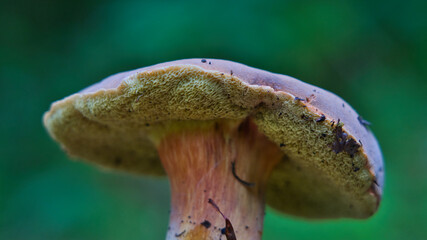 Close-up of wild bolete mushroom showing spongy pores and textured stalk. Ideal for nature photography, forest ecology, and mushroom identification visuals.