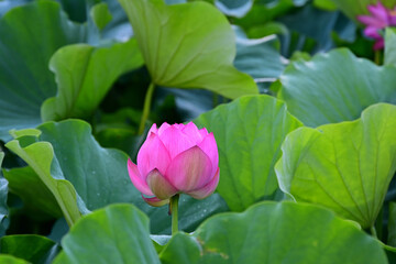 清らかに咲き誇る古代ハス。
2025年7月22日.25日東京都町田市薬師池公園で撮影
