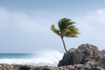 Serene seascape featuring a lone palm tree on a rocky outcrop, bent by the wind. Symbolizes resilience, coastal beauty, and tropical tranquility. Great for travel  nature.